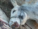 Donkey killed by Isreali settlers