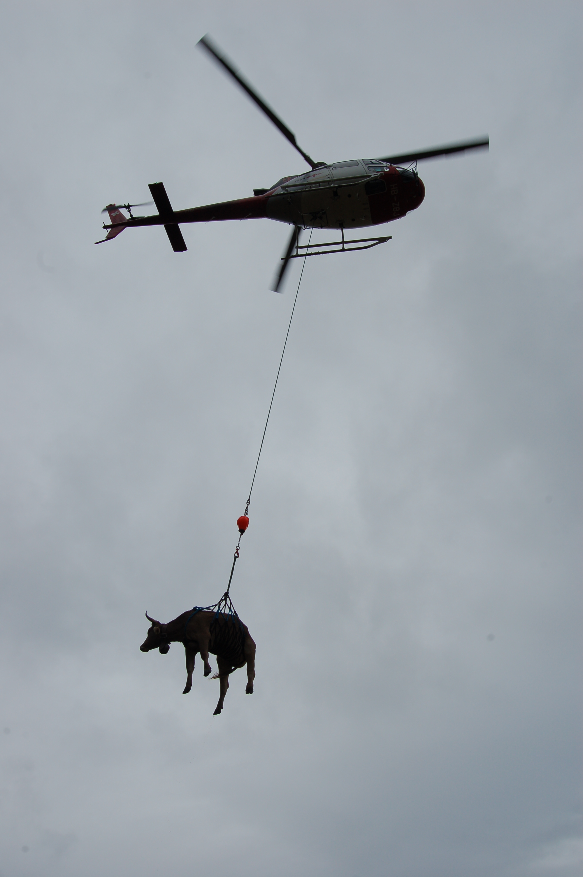 helikopter transportiert verstiegene Kuh