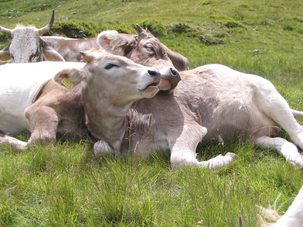 Die Einstellung der Überwachung von Greenpeace steht in keinerlei Zusammenhang mit Liebesaffären zwischen Kühen oder Generälen